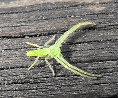 Oxytate argenteooculata