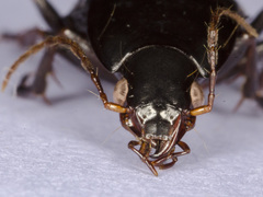 Calathus fuscipes punctipennis