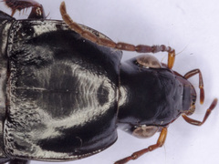 Calathus fuscipes punctipennis