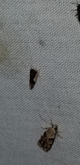 Norvellina pulchella