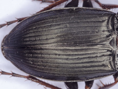 Calathus fuscipes punctipennis