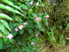 Sarcopyramis napalensis delicata