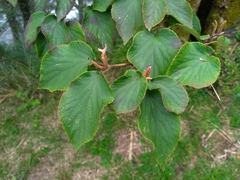 Viburnum furcatum