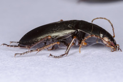 Calathus fuscipes punctipennis