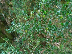Eurya crenatifolia