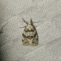 Aethes argentilimitana