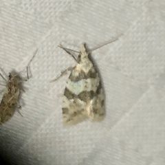 Aethes argentilimitana