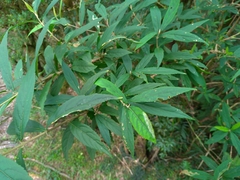 Callicarpa randaiensis