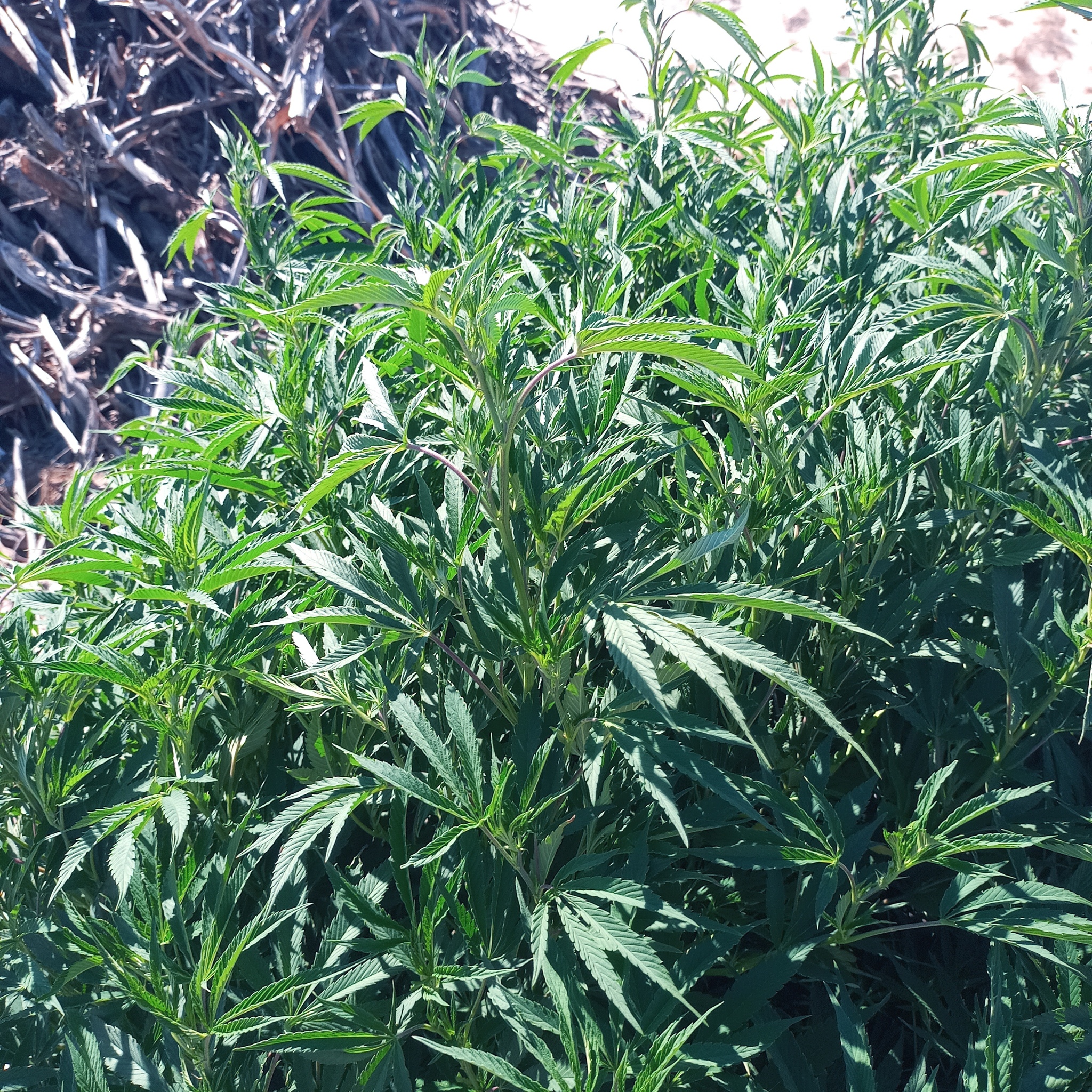Imagem de Maconha