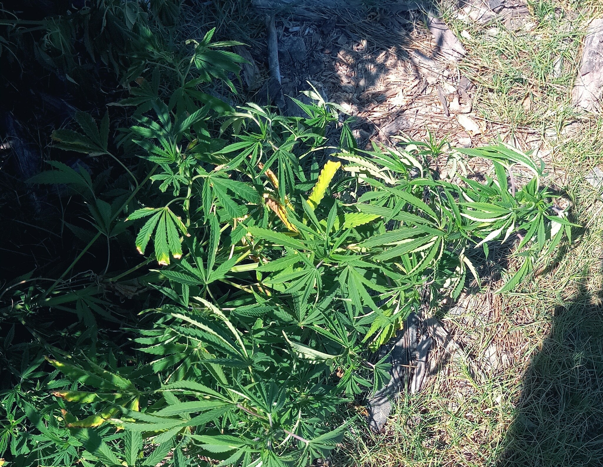 Imagem de Maconha
