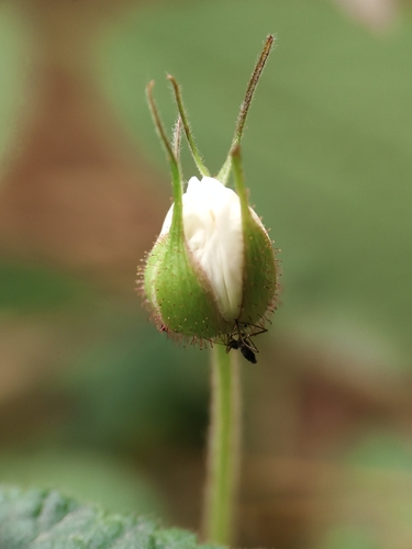 Foto de Amora-preta