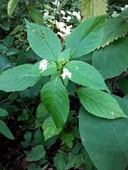 Impatiens parviflora
