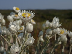 Achyranthemum argenteum