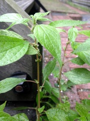 Parietaria officinalis