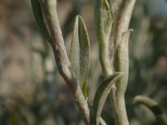 Achyranthemum argenteum