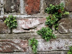 Asplenium ruta-muraria