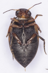 Stictonectes lepidus