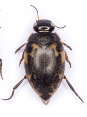 Stictonectes lepidus