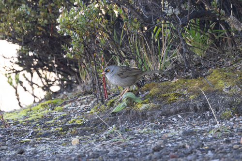Volcano Junco (Junco vulcani), photo 7
