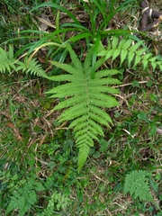 Coryphopteris castanea