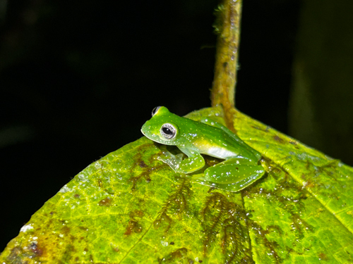 Chiriqui Glass Frog, Teratohyla pulverata