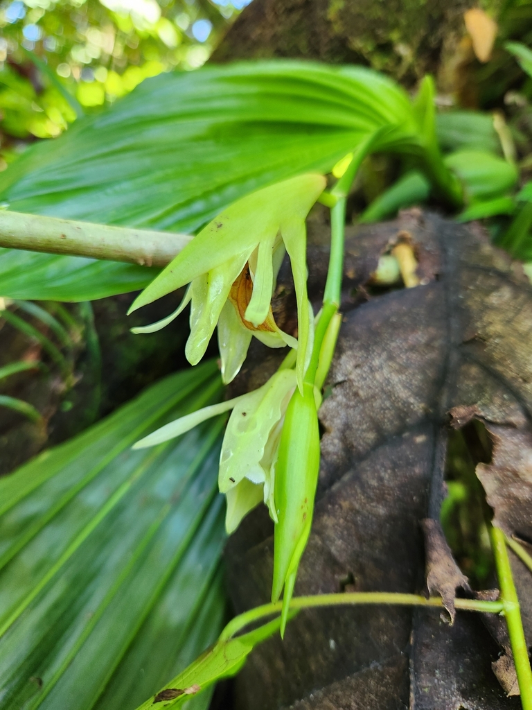 Coelogyne lycastoides