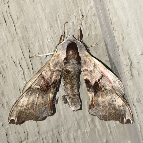 Photo of Twin-spotted Sphinx (Smerinthus jamaicensis)