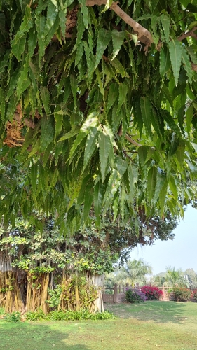 Foto de Falsa-murta