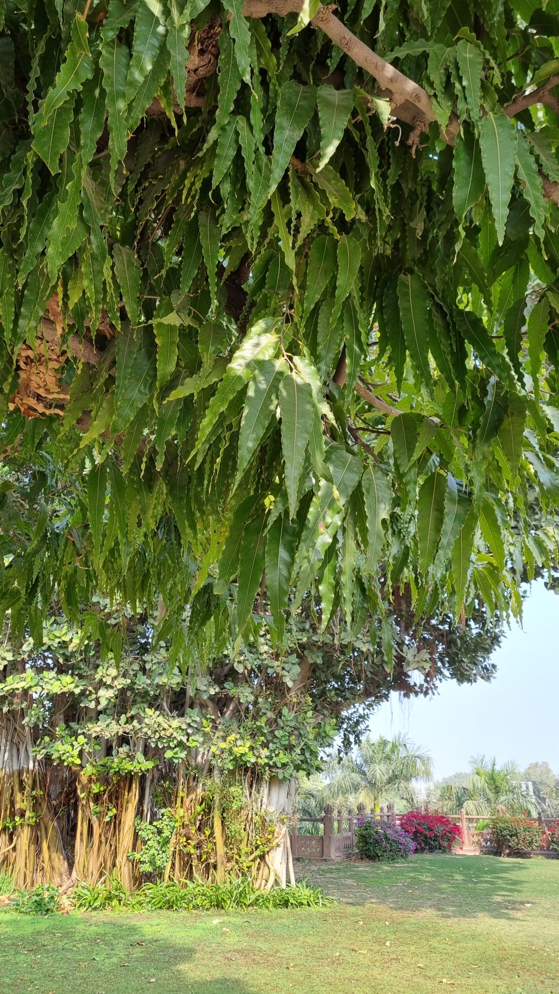 Imagem de Falsa-murta