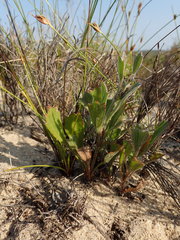 Centella tridentata hermanniifolia