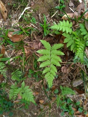 Coryphopteris castanea