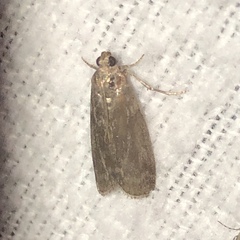 Sciota subcaesiella