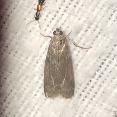 Sciota subcaesiella