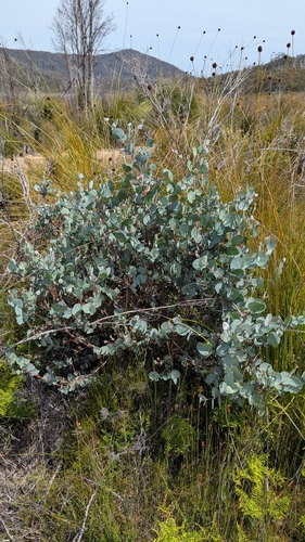 Eucalyptus gunnii Hook.f.
