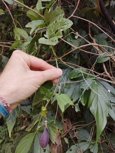 Foto de Maracujá-do-mato