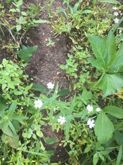 Pseudostellaria jamesiana