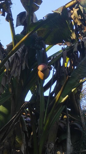 Bananeira-japonesa