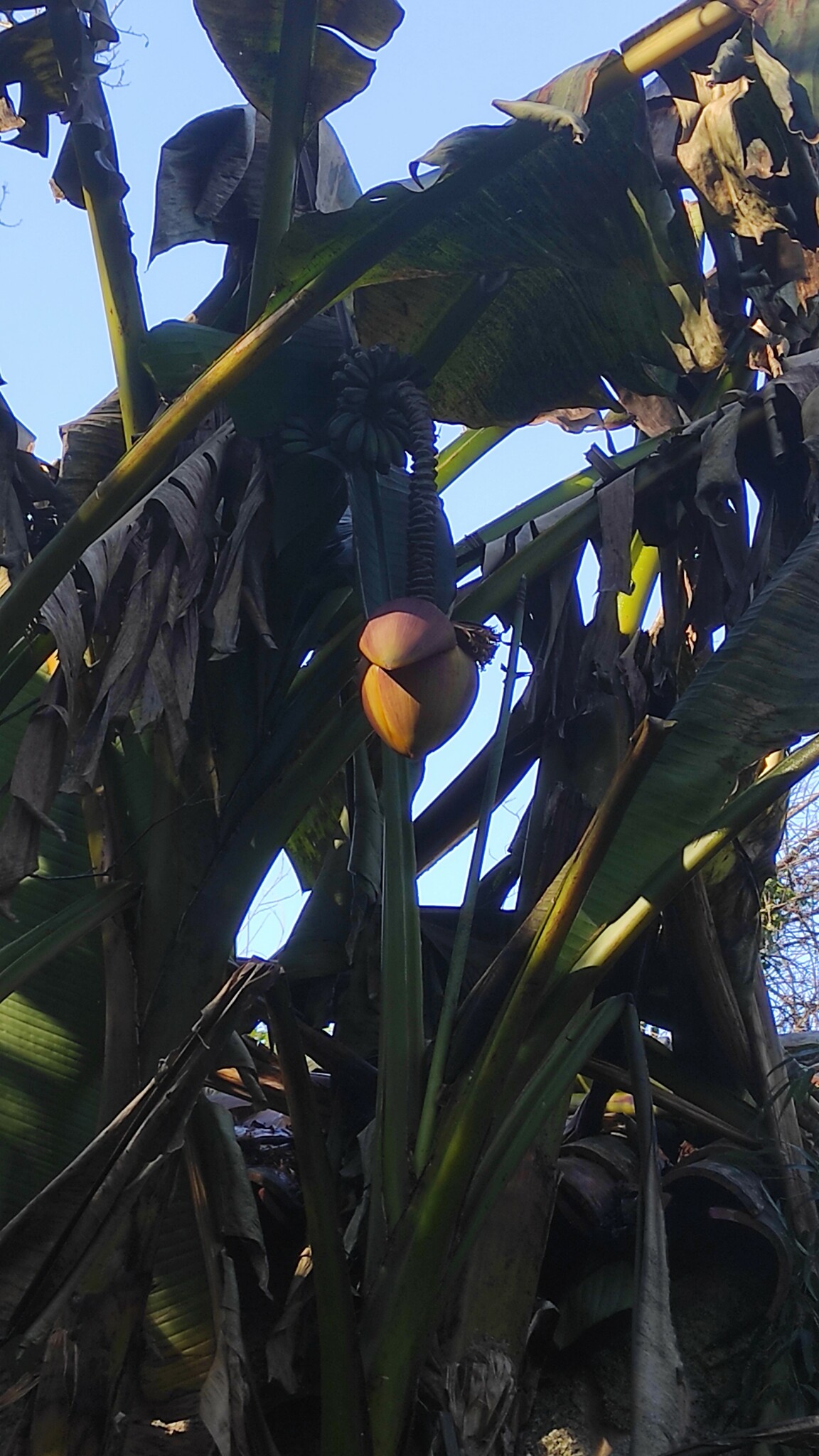 Imagem de Bananeira-japonesa