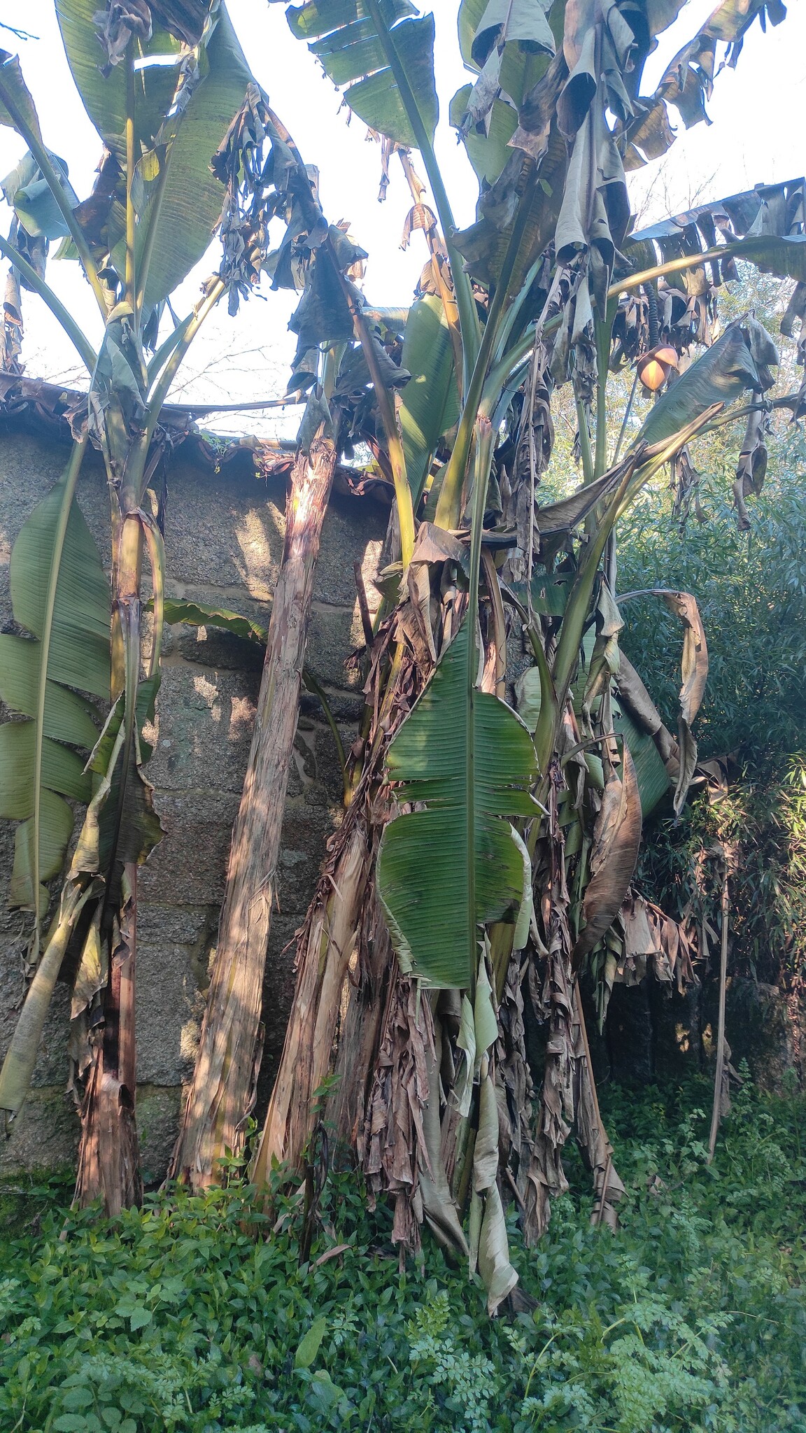 Imagem de Bananeira-japonesa