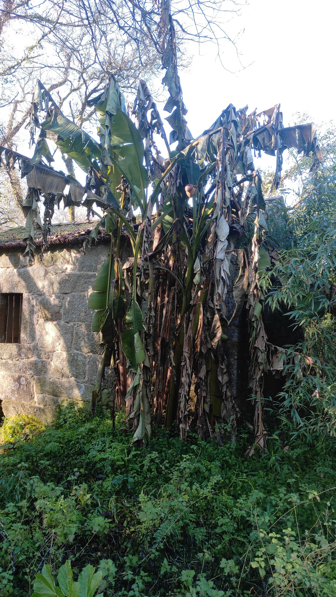 Imagem de Bananeira-japonesa