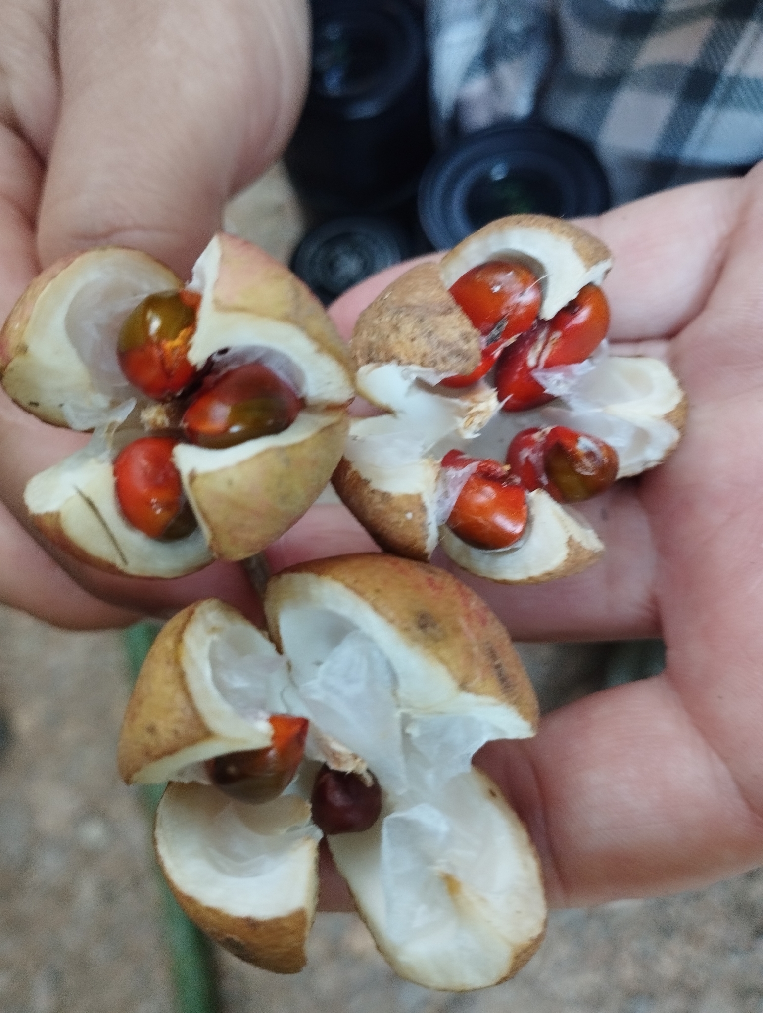 Cabralea canjerana