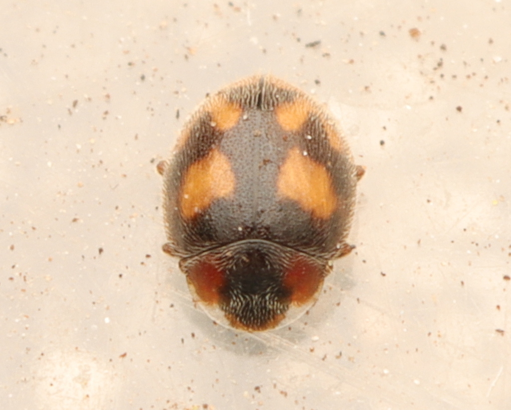 Cranophorus