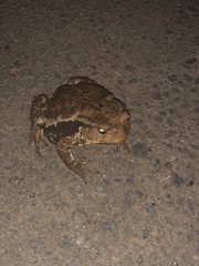 Bufo formosus