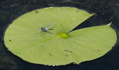 Leucorrhinia frigida