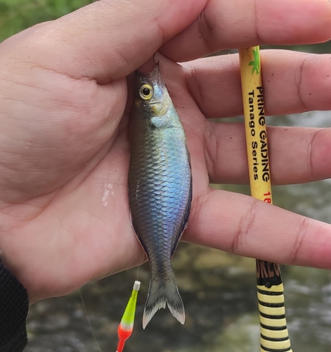 Melanotaenia kokasensis