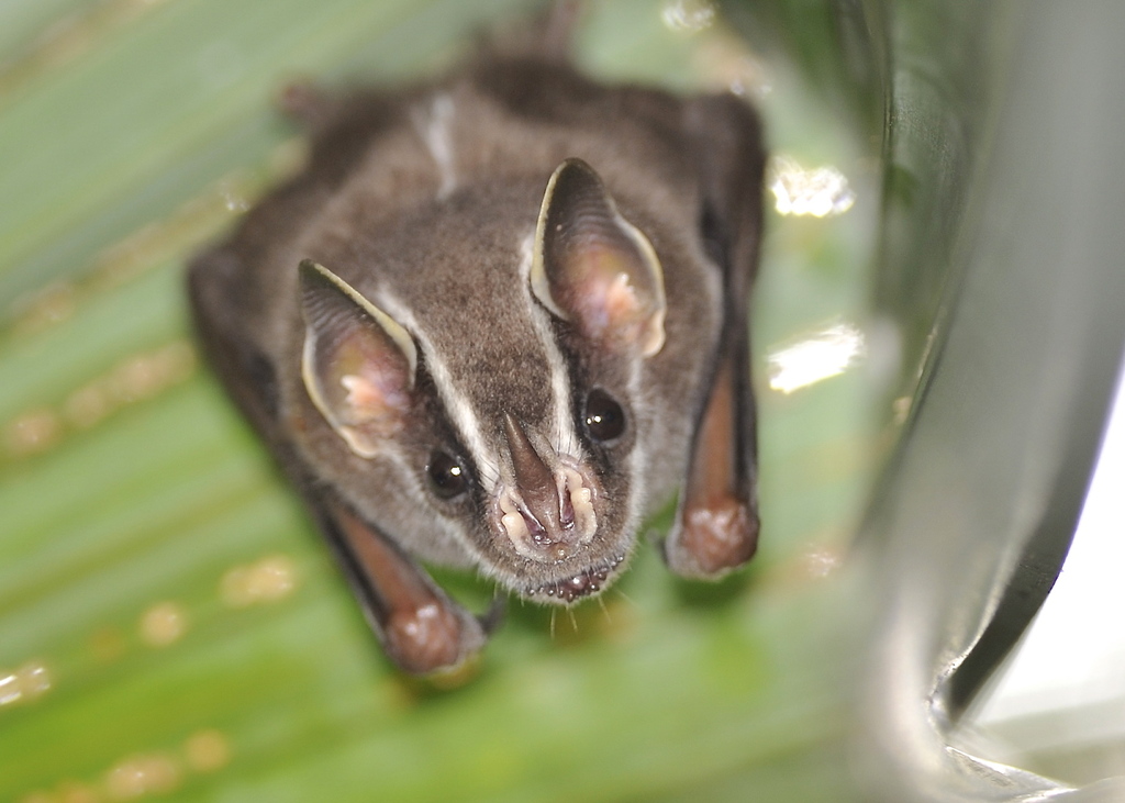 Tent-making Bats