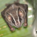 Tent-making Bats - Photo (c) Geoffrey Gomes, some rights reserved (CC BY-NC), uploaded by Geoffrey Gomes