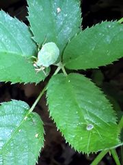Palomena prasina