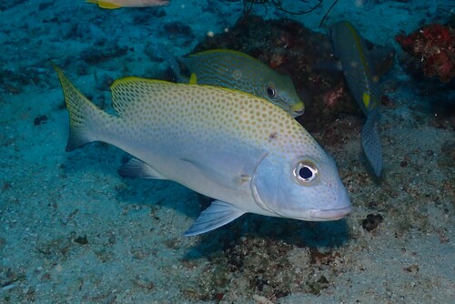 Blackfin slatey (Diagramma melanacrum) — Haemulidae — 5