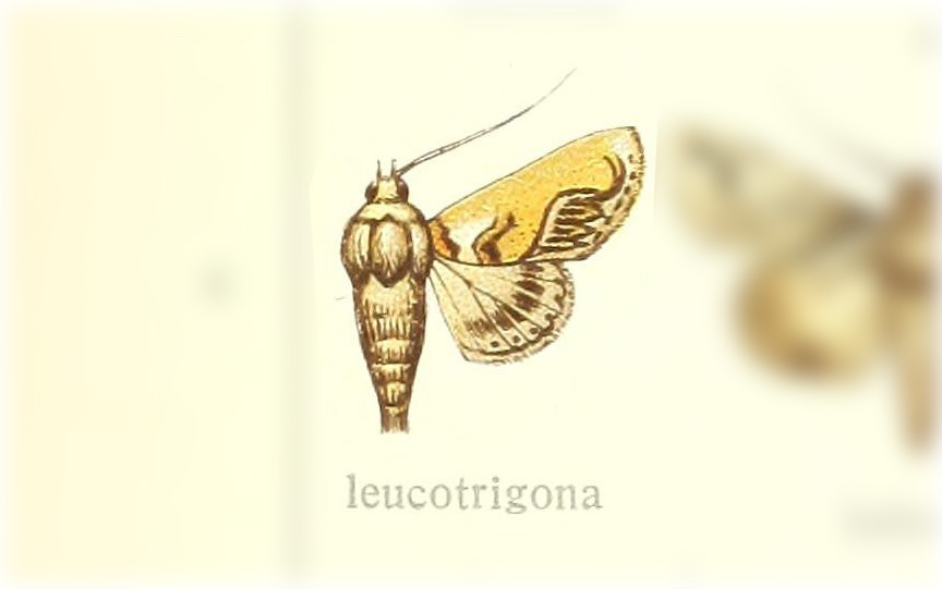 Paectes leucotrigona